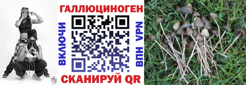 Купить закладки  Болгар  Псилоцибиновые грибы Psilocybe 